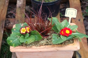 primrose planter